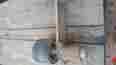 Bm-106 Sommer Maca Somaca Roller Platen
