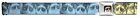 Wgc006 Buckle Down Mens Seatbelt Fashion Belt Grumpy Cat 700146166768