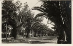 Pc Canary Islands Spain Tenerife Laguna Paseo Largo (A49250). Fixed Price $14.99.