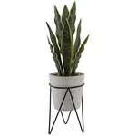 Artificial Plant 1.8 Ft H Snake In Gray Needle Cement Black Metal Weld. Fixed Price $29.99.